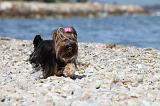 YORKSHIRE TERRIER 290
